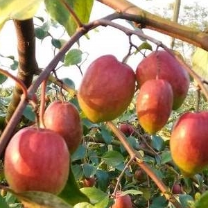 red ber apple nursery