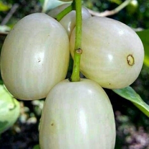 White njaval jamun homegrown nursery