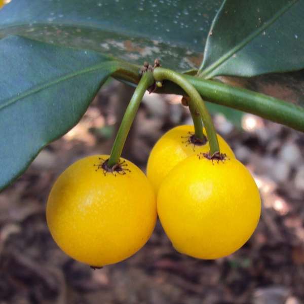 Baraba Nursery lemon drop