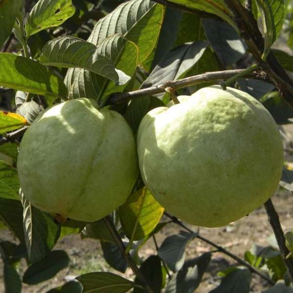 Homegrown VNR guava 