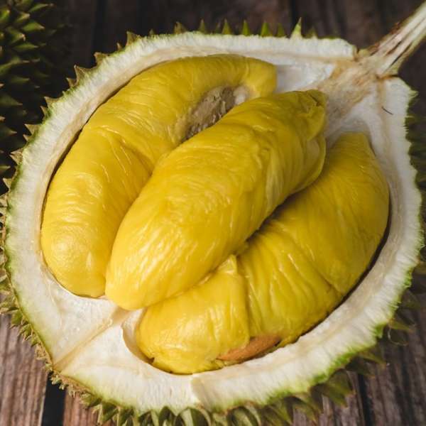 durian king musang