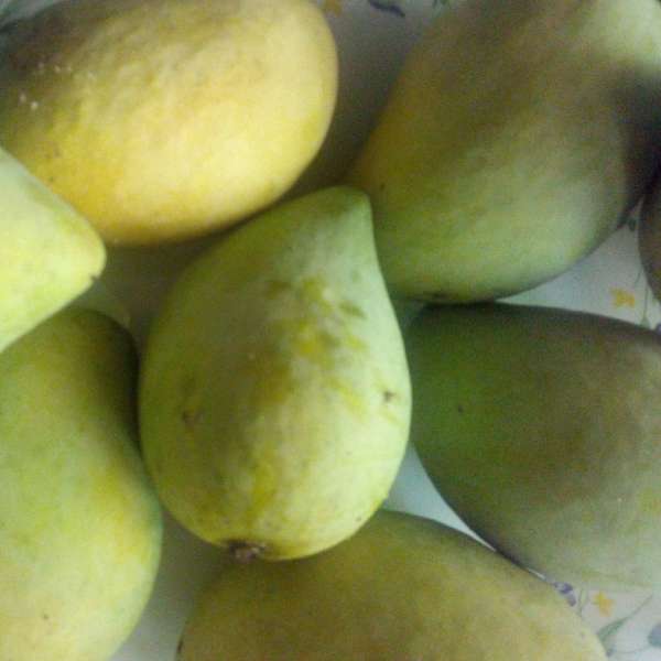 mango priyoor