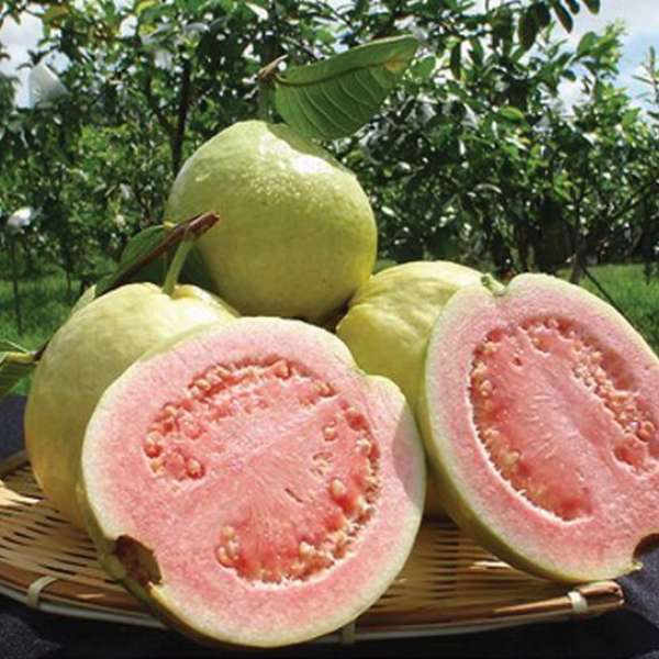 Guava Pink Homegrown Biotech