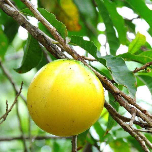 Abiu Fruit Facts, Health Benefits And Nutritional Value | atelier-yuwa ...