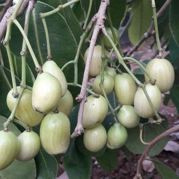 njaval fruit white jamun