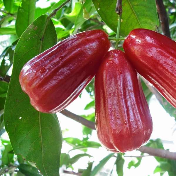 water apple champa red