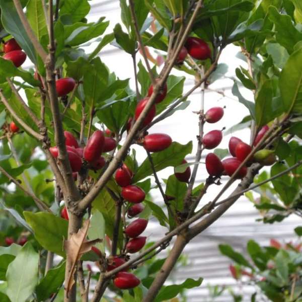 miracle berry plant