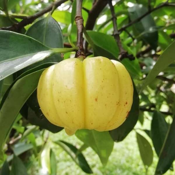 malabar tamarind bud hg