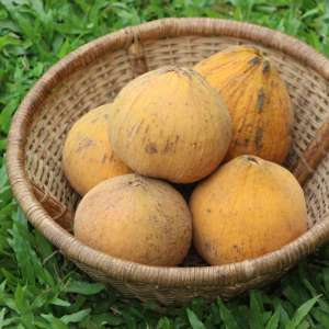 Santol Puyi-pha