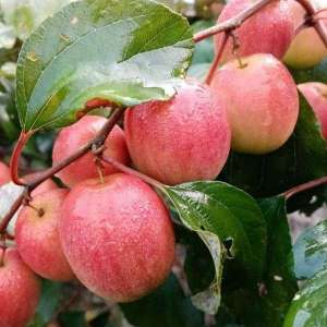 ber apple red Kashmiri homegrown nursery