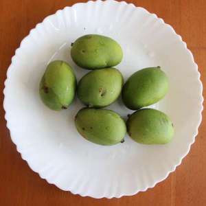 chakkara mango nursery