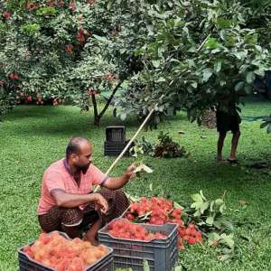 Rambutan Harvesting